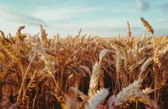 sindy-sussengut-zofCsevHF8g-unsplash sindy-sussengut-zofCsevHF8g-unsplash