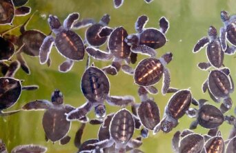 Baby turtles at the Victor Hasselblad Sea Turtle Research and Conservation Centre