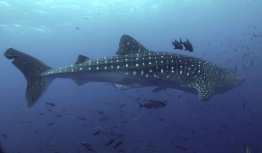 whale-shark;-Credit_-Alex-Hearn
