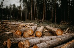 annie-spratt-VL-qqRaMFok-unsplash