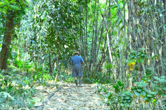 Babe Idin while walking along the edge of the Pesanggrahan river, according to him, this lush bamboo plant cannot grow instantly_