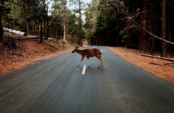 ivana-cajina-K9jZjxTaLEM-unsplash ivana-cajina-K9jZjxTaLEM-unsplash