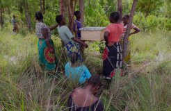 Members-of-Tikondane-Honey-club-hanging-their-beehive-PIC-Mathews-Dunga