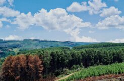 rutendo-petros-ry7LLhOUYL8-unsplash