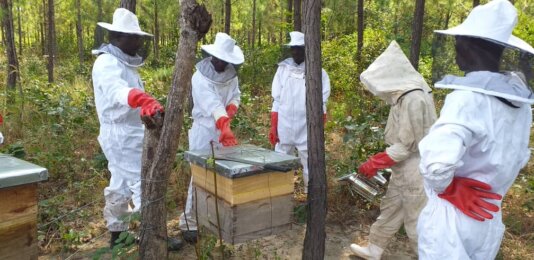 Some community members monitoring their beehives PIC Mathews Dunga