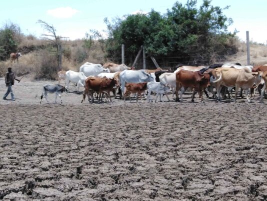A-herder-looking-for-water-point-and-pasture-in-dry-and-perched-Laikia-county