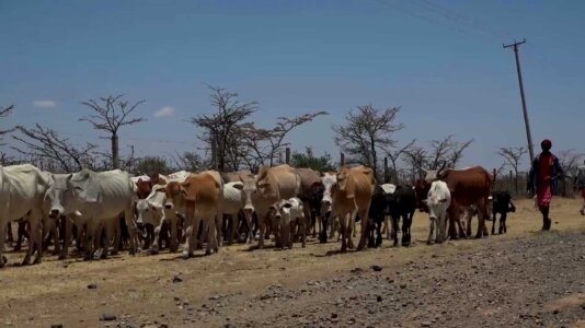 A-Maasai-herder-looking-for-pasture-in-Laikipia-County