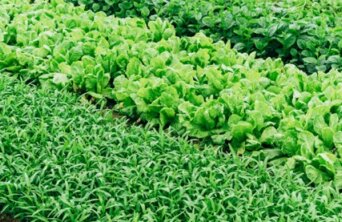 markus-winkler-HeqXGxnsnX4-unsplash Medium