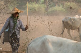 carabao-4933596_1280