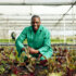 Greenhouse-farmer