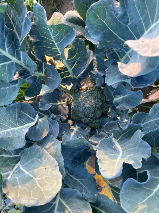 Crop-failure-due-to-the-use-of-water-consisting-of-toxic-substances