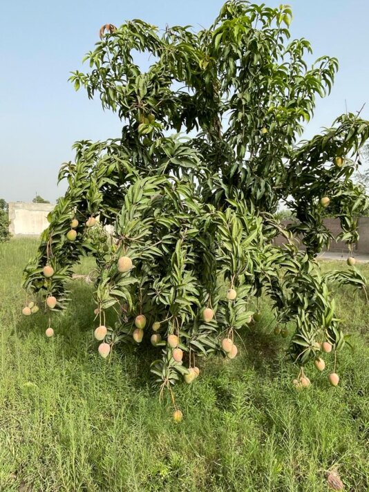 Mango Resarch Station, Shujabad-01