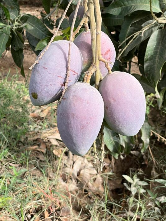 Mango Research Station, Shujabad-02