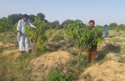 Talpur genome garden-01 Talpur genome garden-01