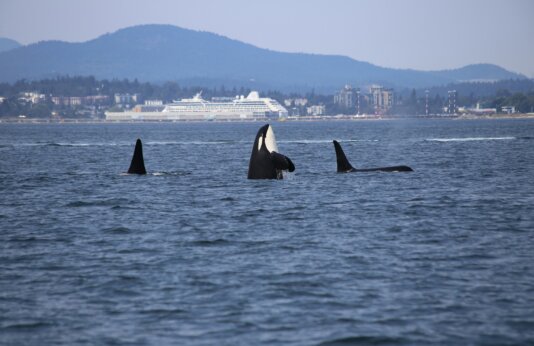 dick-martin-jeX1mVsO-Ko-unsplash