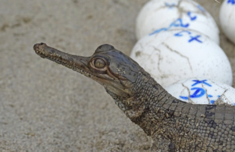 Gharial hatchling emerging from egg Photo (c) Subrat Kumar Behera WTI