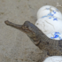 Gharial hatchling emerging from egg Photo (c) Subrat Kumar Behera WTI