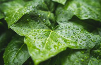 plant-7227222_1280 plant-7227222_1280