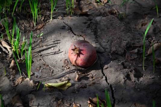Pomegranate at the Historic Oasis of Gafsa © Nadia Addezio