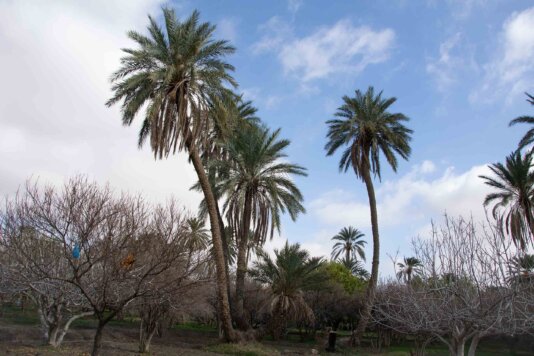 Date palms at the Historic Oasis of Gafsa © Nadia Addezio