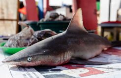 shark market 15