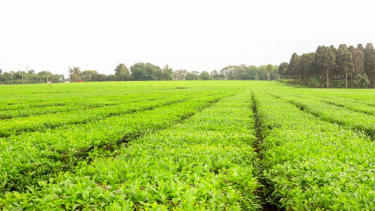 10- TEAL DOÑA IRMA - CAMPOR VIERA 2