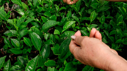 14- IRMA FRAGA COSECHANDO EN SU TEAL - CAMPO VIERA 3