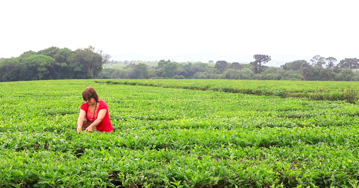 The women transforming tea fields into engines of change | FairPlanet