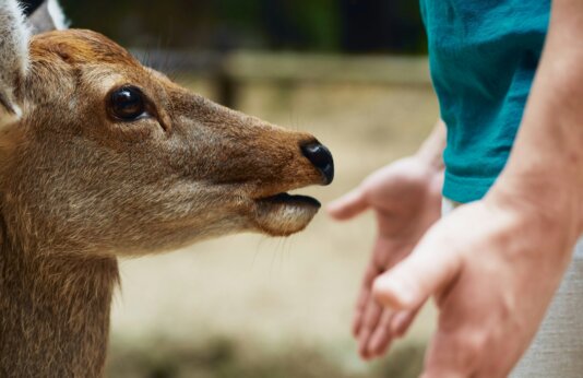 human and animal mischa-eliseev-LUtFs3uZ2tY-unsplash