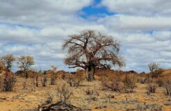 nerene-grobler-RaGQ1vy3HXA-unsplash nerene-grobler-RaGQ1vy3HXA-unsplash