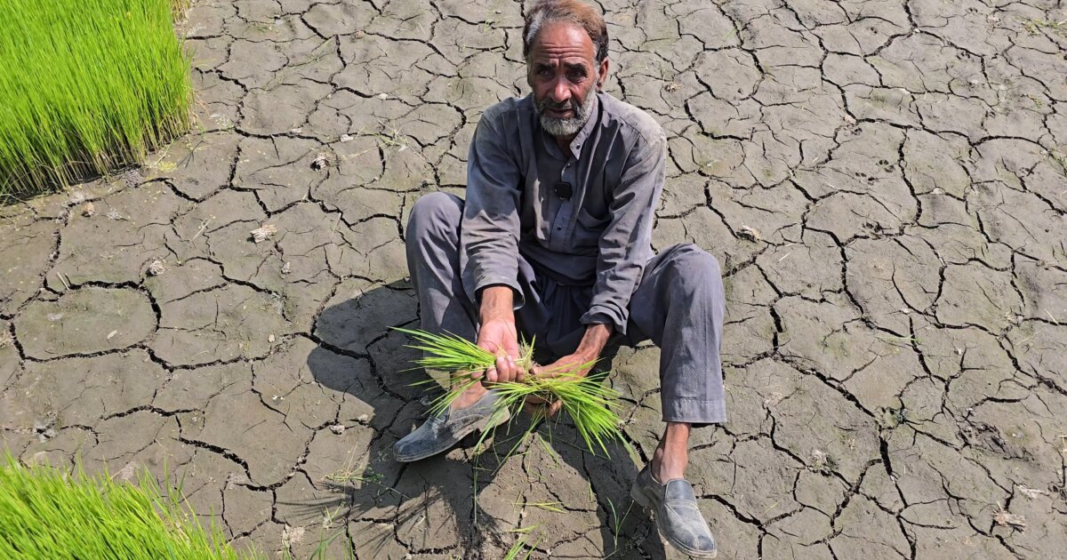 Rice fields wither under climate pressure in Kashmir and Nigeria ...