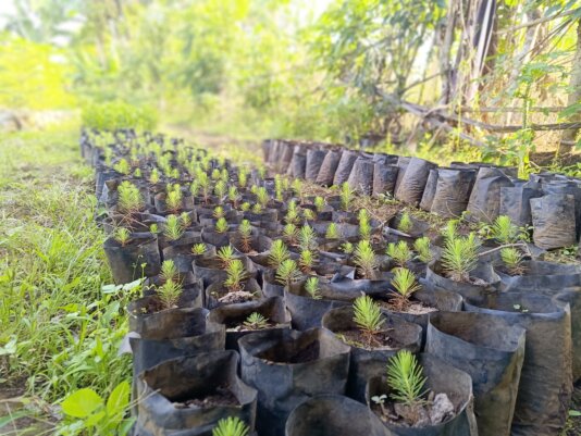 Trees prioritised for planting are mostly native species, such as Pébé, Ndjassan, bush mango, moabi, safou and iroko