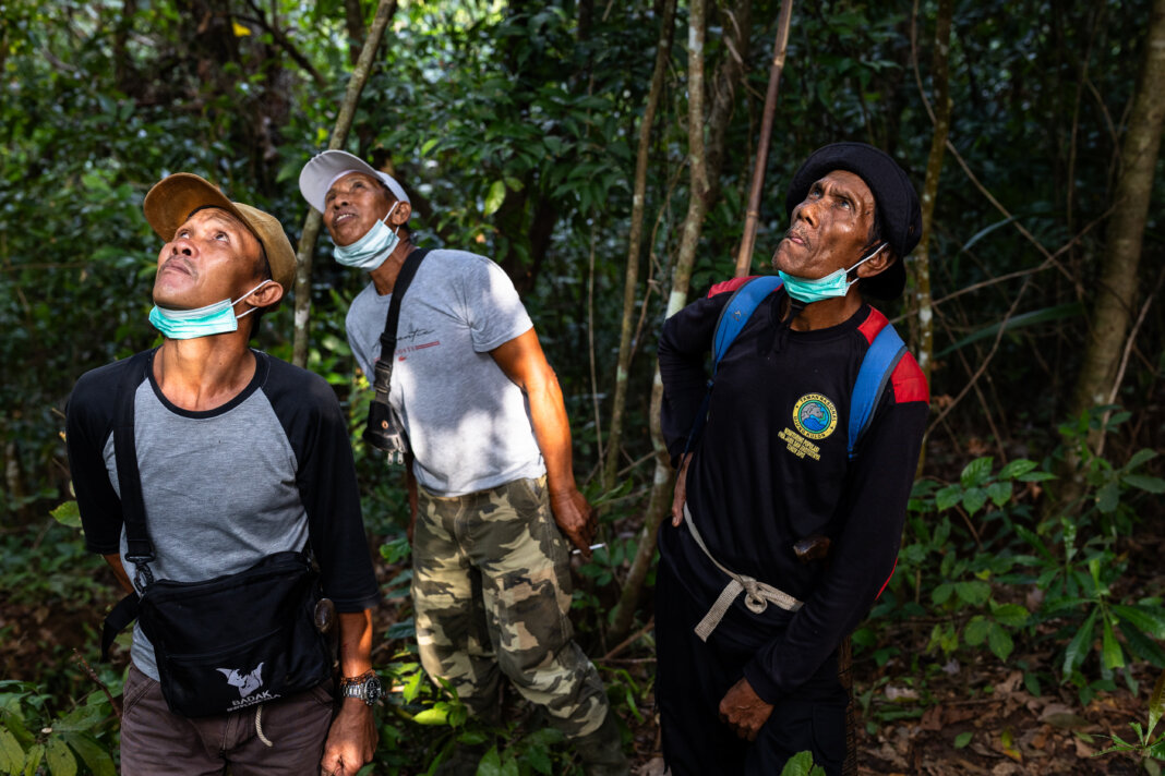 The Cost of Cuteness: Inside Java’s Battle to Save the Slow Loris ...