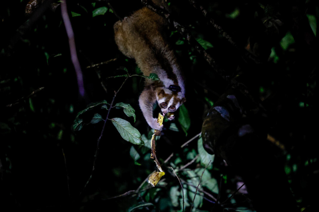 The Cost of Cuteness: Inside Java’s Battle to Save the Slow Loris ...