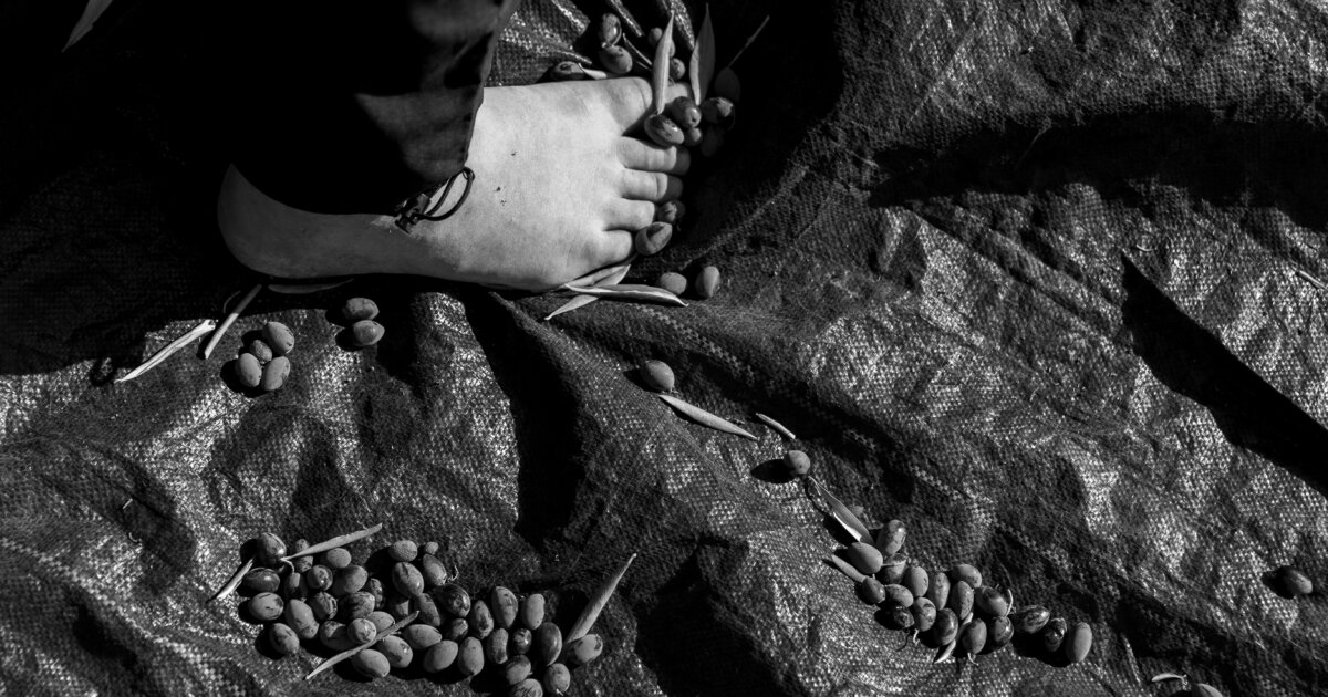 Under Threat in Deir Istiya: An Olive Harvest Sustained by Israeli Activists