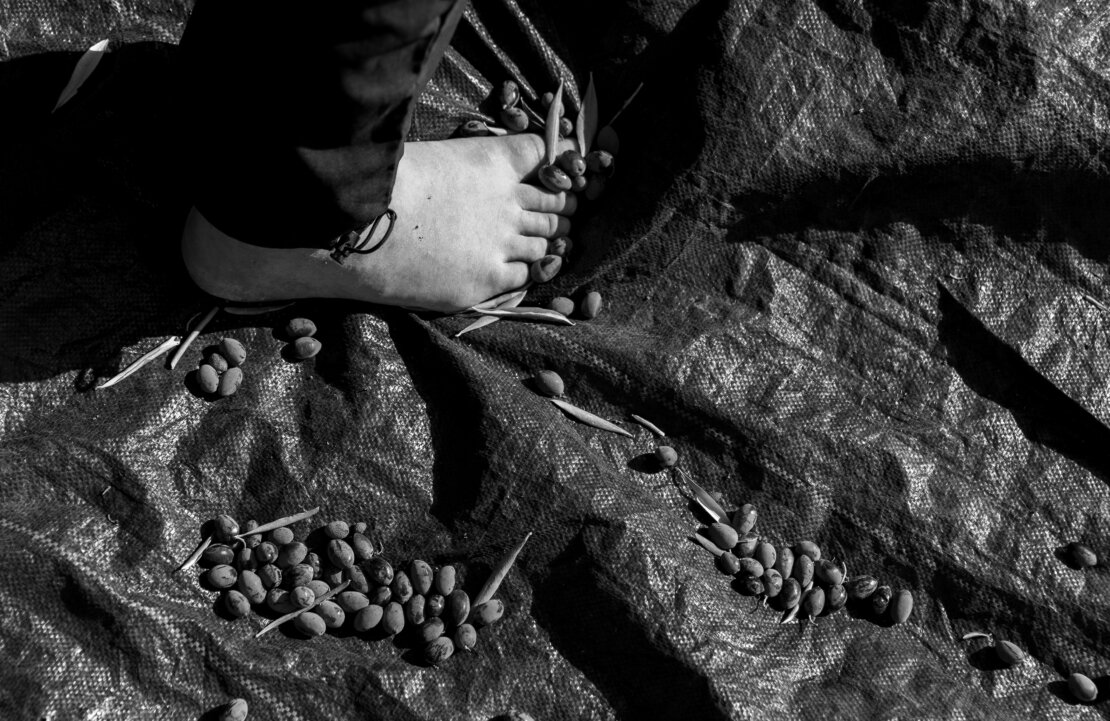 Jewish volunteer at Abed's land in Deir Istiya, Occupied West Bank - 8