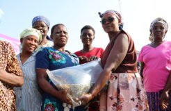Aecf funded women receiving fingerlings at the start of the IIWBEK project - Photo via Riofish Aecf funded women receiving fingerlings at the start of the IIWBEK project - Photo via Riofish