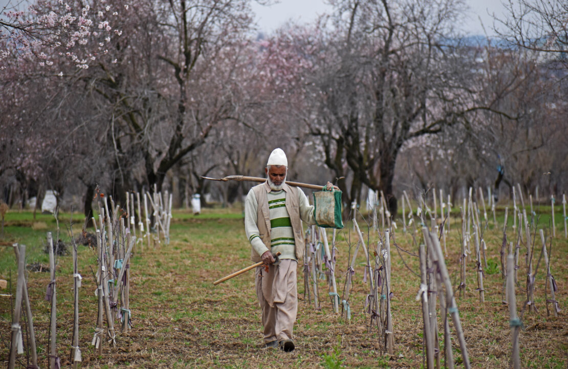 DS spring in kashmir 19 mar 2025 3 (1)