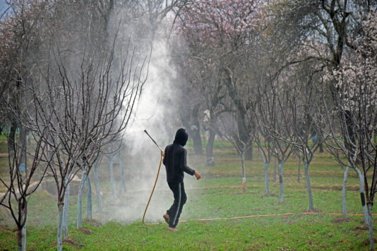 DS spring in kashmir 19 mar 2025 6