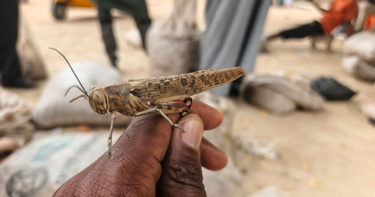How Grasshoppers Sustain Families in Northern Nigeria