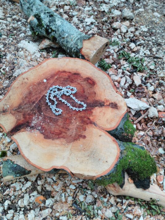 Alikaj_Photo_01_Beech_Stump_Evidence.
