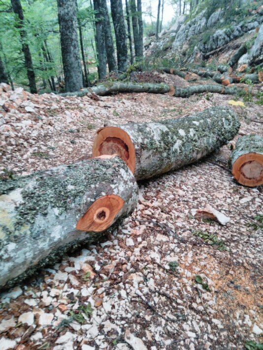 Alikaj_Photo_02_High_Quality_Beech