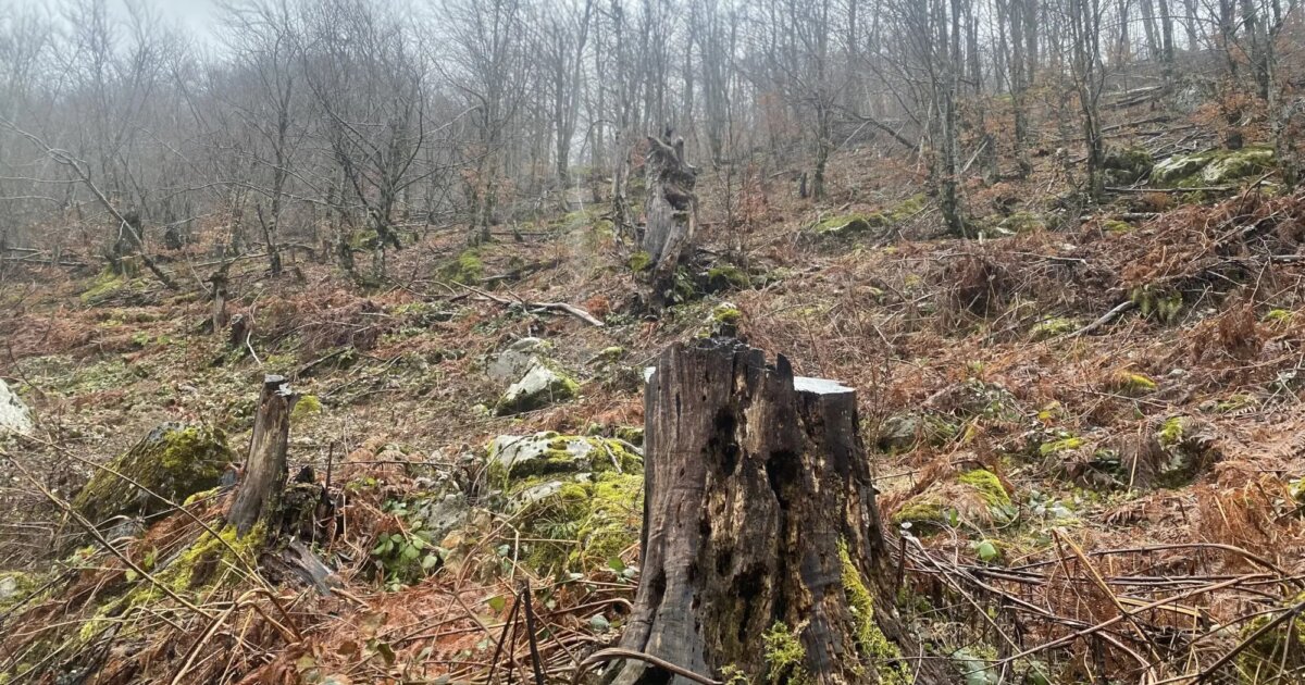 The Balkan Timber Shadow: How Policy Delays and Historic Governance Gaps Fuel Illegal Logging