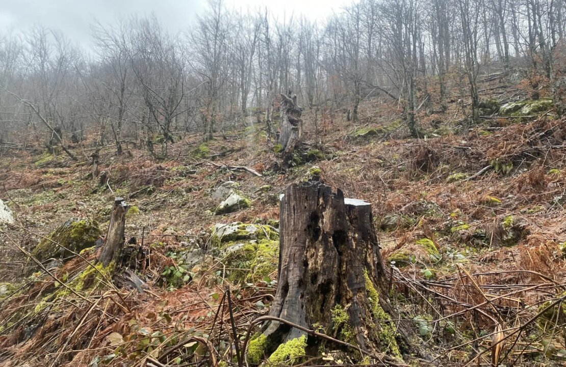 Alikaj_Photo_03_Deforestation