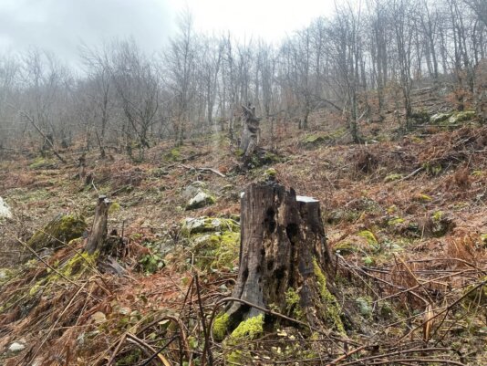 Alikaj_Photo_03_Deforestation
