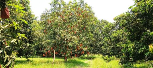 Mango 10