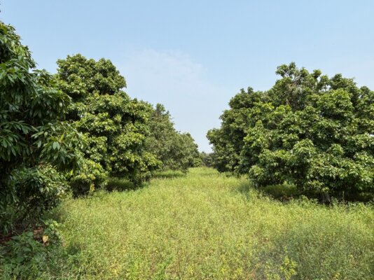Mango 3