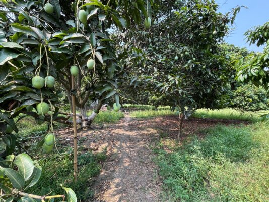 Mango 4