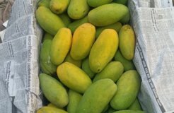 Mango 7