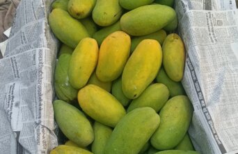 Mango 7